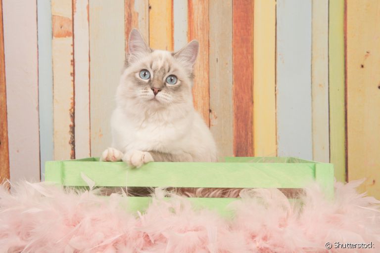 Cama para gato: aprenda a fazer uma com caixotes de madeira!