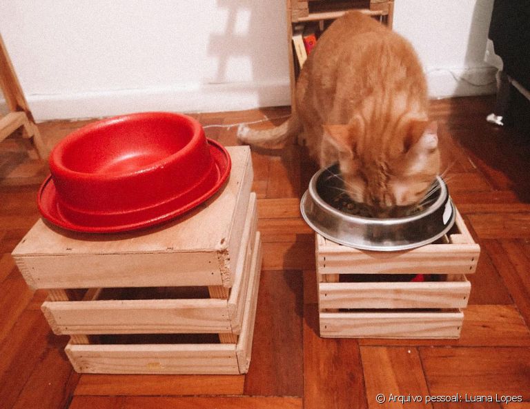Bebedouro e comedouro para gatos: é super fácil fazer um suporte para os potinhos do bichano!