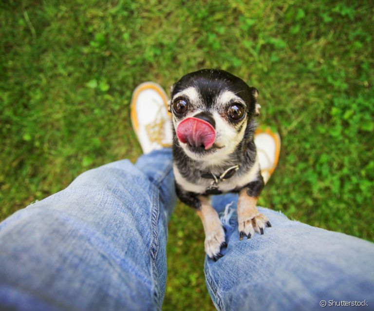  Cachorro carente: descubra o que causa o problema e como ajudar seu peludo nesse momento 