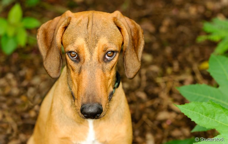 Entenda como o cachorro pega raiva e quais sintomas devem ligar seu alerta!