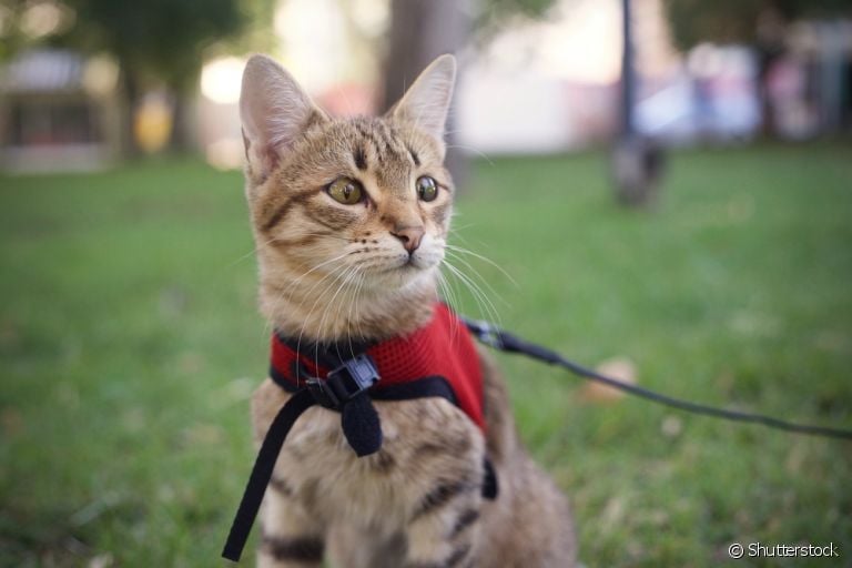 Saiba como passear com gato de forma segura e sem estressar seu bichano!