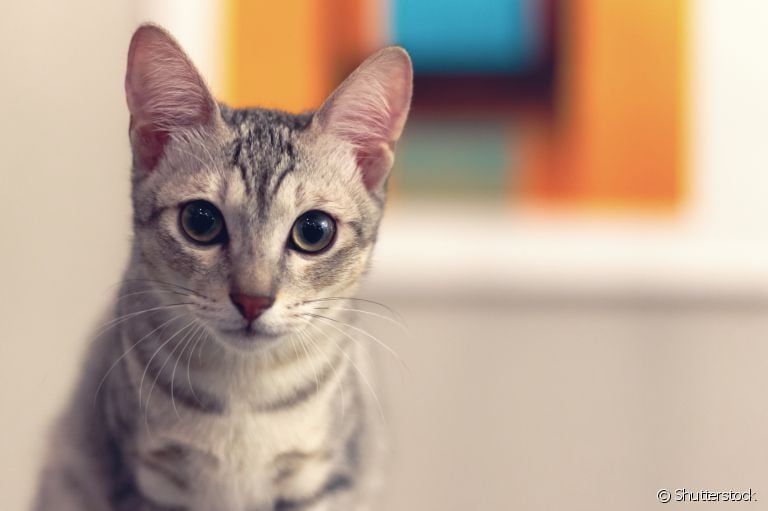  Toxoplasmose em gatos: saiba como prevenir a doença e proteger o seu felino 