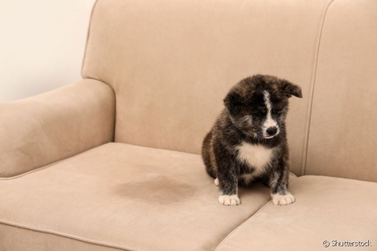 Xixi de cachorro: saiba como tirar o cheiro de urina dos estofados