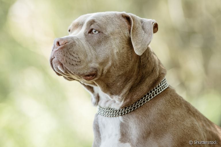 Já ouviu falar na conhectomia? Entenda como cortar a orelha de cachorro pode ser prejudicial para o animal