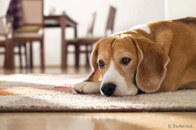Doenças de cachorro: os problemas gastrointestinais são mais comuns do que você imagina!