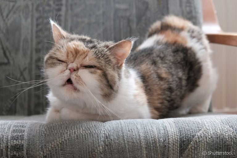 A displasia coxofemoral em gatos geralmente causa bastante dor e incômodo aos bichanos