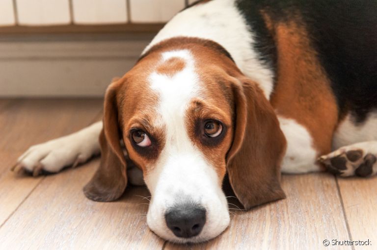 A doença renal em cães é mais comum em algumas raças do que em outras. Saiba quais são elas!