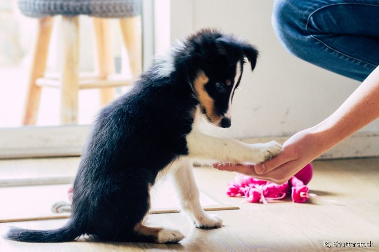  Como adestrar seu cachorro: veja algumas dicas para treinar o seu amigo em casa! 