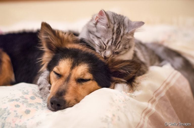 Gato e cachorro juntos: a galeria mais fofa que você vai ver hoje!