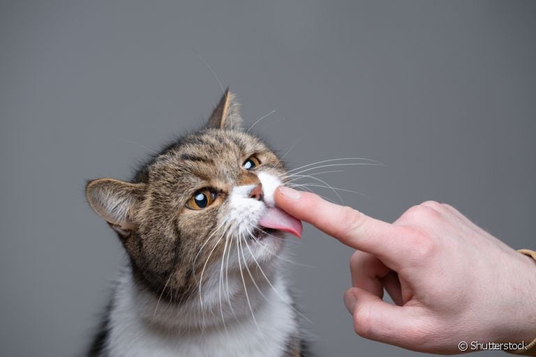 Por que o gato lambe o dono? Os motivos podem ser variados. Descubra quais são eles!