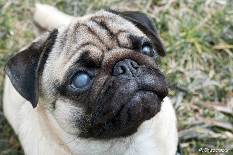 Glaucoma em cachorro: saiba como a doença pode se manifestar