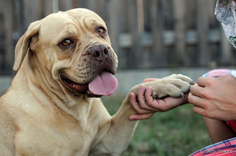 O hidratante para patas de cachorro é uma ótima alternativa para evitar o ressecamento das almofadinhas do cão