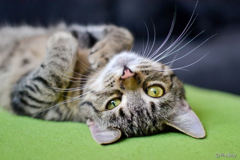 O hiperadrenocorticismo em gatos pode deixar os felinos mais sedentários e cansados 