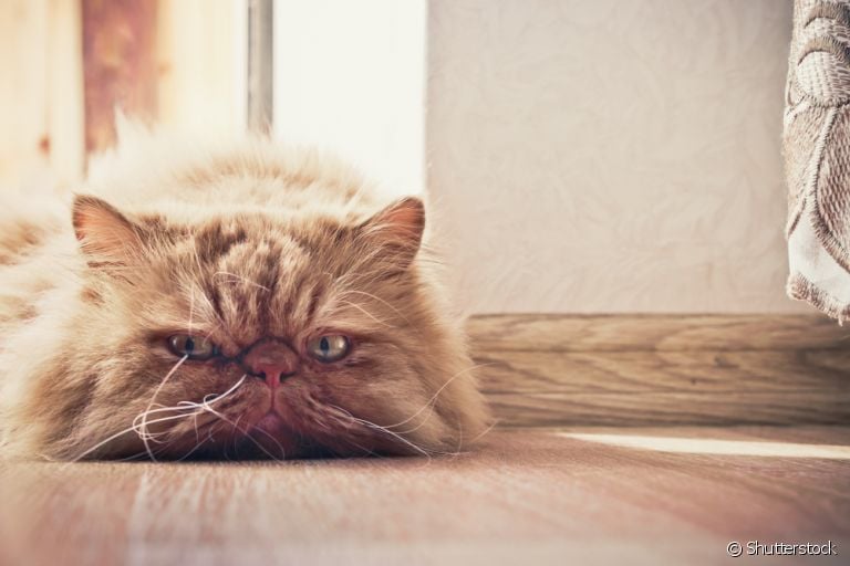 Infecção urinária em gatos: veja como identificar os sintomas da doença