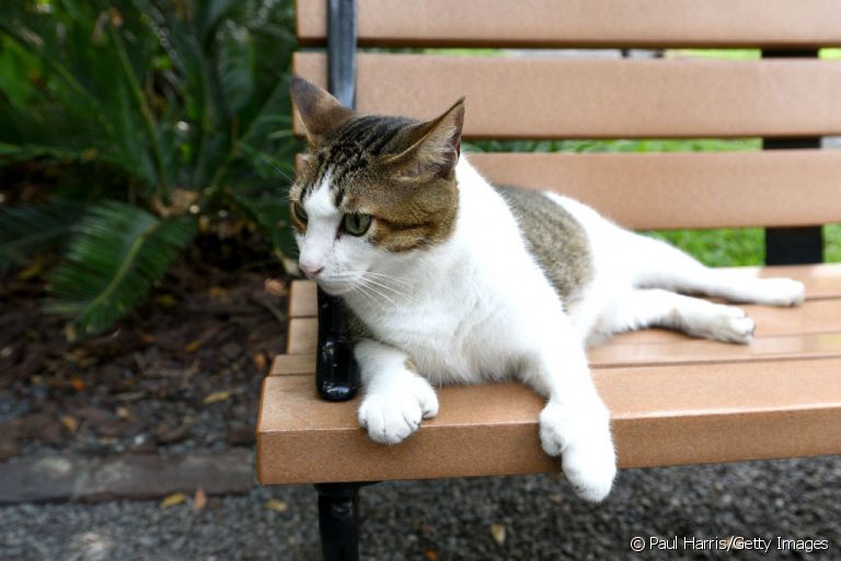 O gato polidáctilo tem um dedinho a mais nas patas. Entenda mais sobre essa condição!