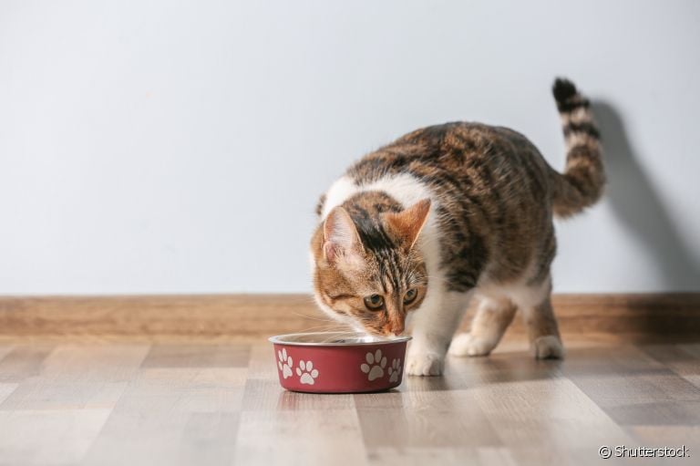 "Meu gato não come": veja o que você pode fazer para melhorar o apetite do bichano
