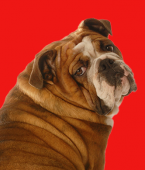 Obesidade canina: infográfico te ensina como diferenciar um cachorro obeso de um animal saudável