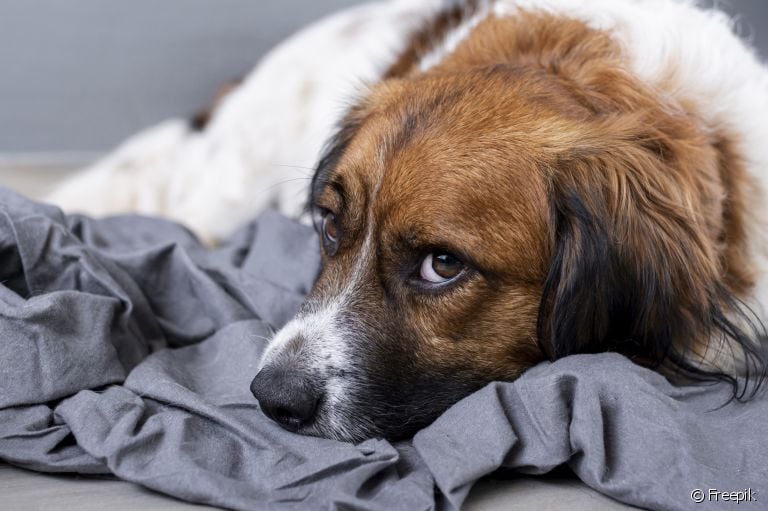 Obstrução intestinal em cães: sintomas devem ser um sinal de alerta para os tutores