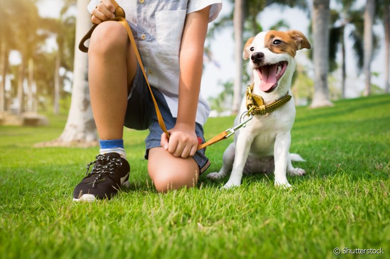 Você sabe como passear com cachorro? Veja algumas dicas tornar esse momento mais seguro e divertido para o seu amigo!