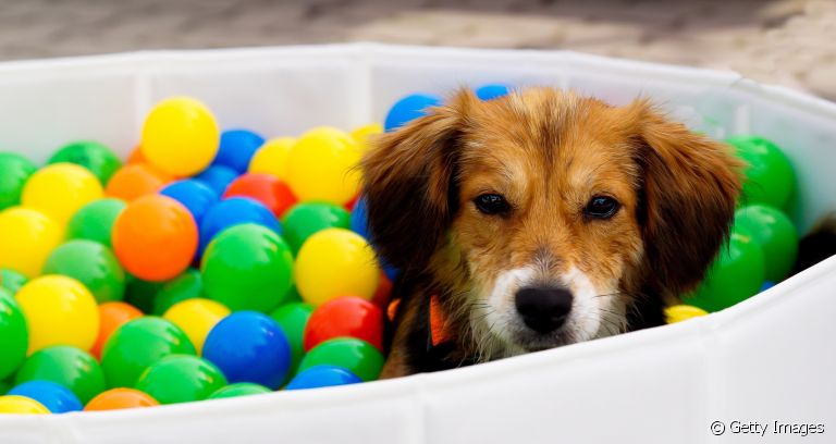Já pensou em dar uma piscina de bolinhas para o seu cachorro se divertir?