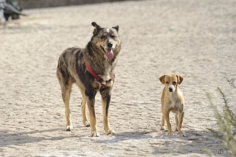 Raça de cachorro pequeno, médio ou grande? Saiba como diferenciar cada uma delas