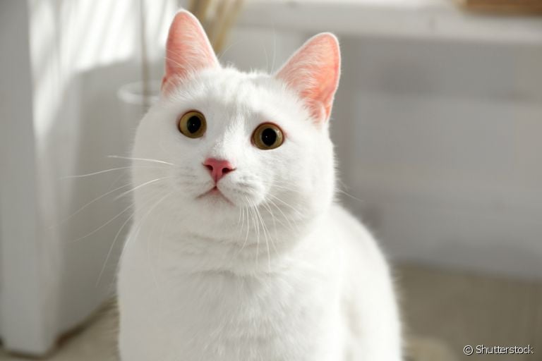 Conheça algumas raças de gatos brancos que têm tudo para conquistar seu coração!