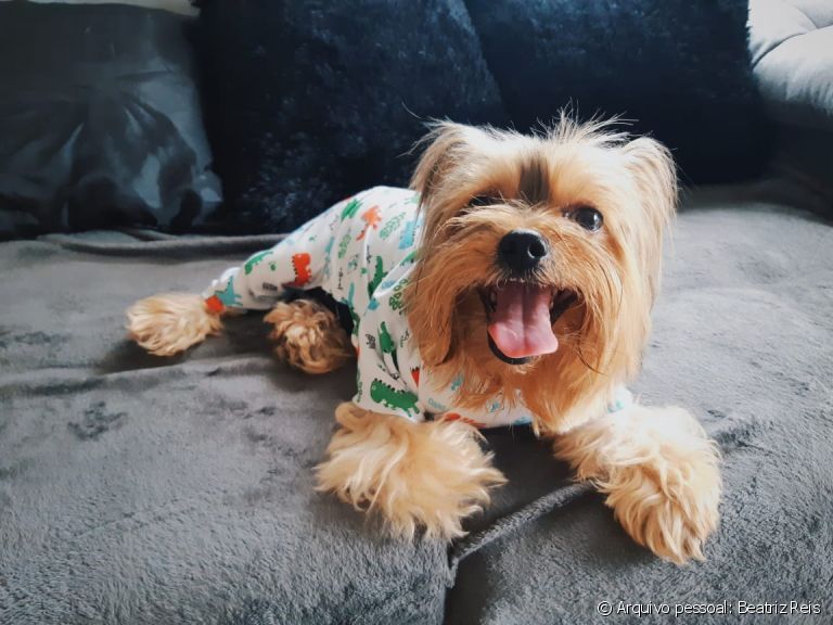 A roupa de frio para cachorro ajuda a aquecer o seu amigo. Descubra como usar! (Foto: Beatriz Reis)