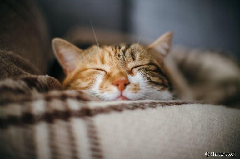 Já se perguntou qual o significado das posições dos gatos dormindo? A gente te explica!