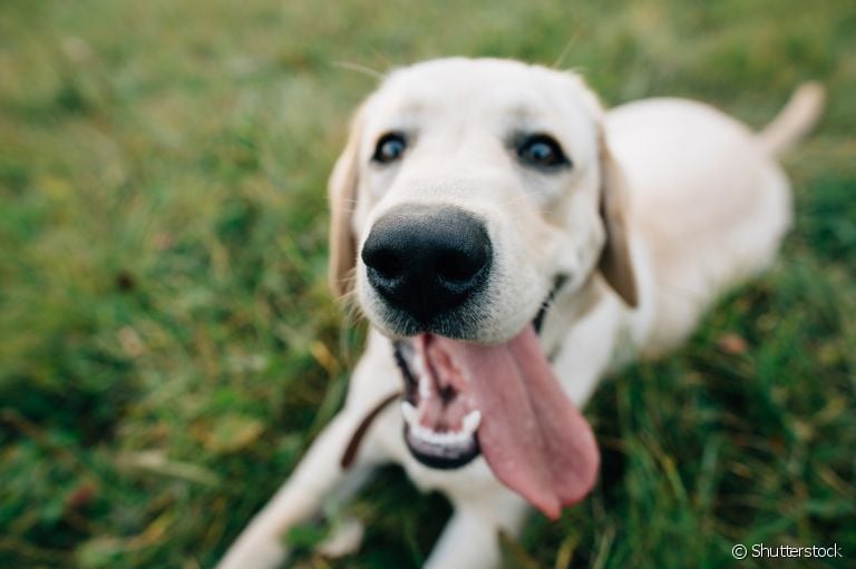 Vermífugo para cachorro: atrasar a imunização do animal pode trazer riscos para sua saúde. Saiba mais! 
