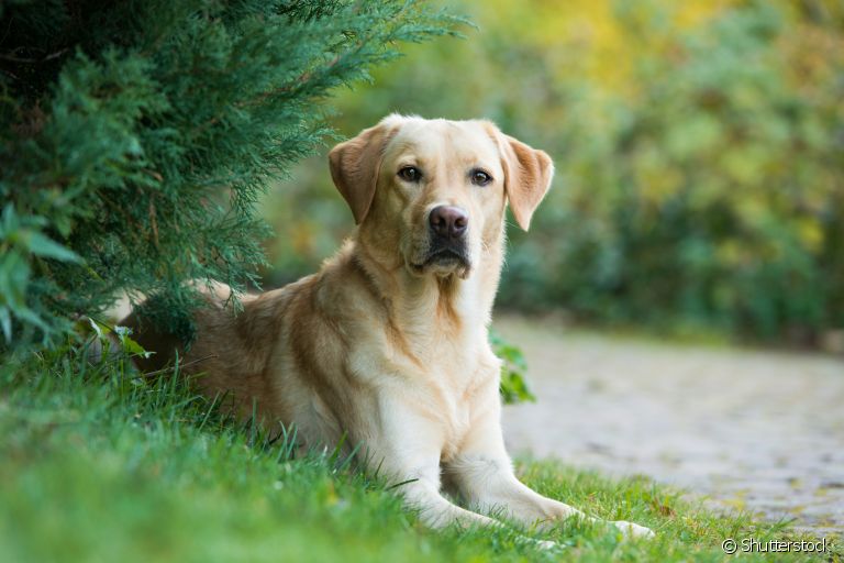 A torção gástrica em cães pode oferecer grandes riscos à saúde do seu amigo. Saiba mais sobre a doença abaixo! 