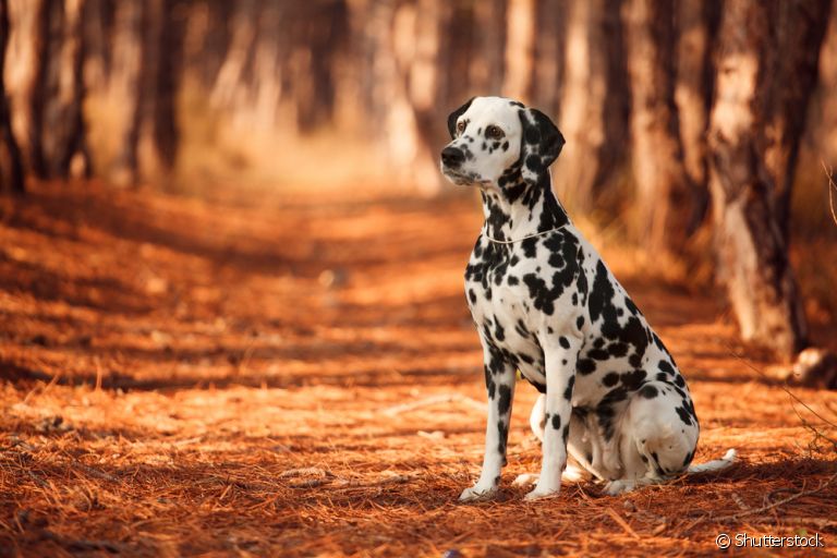 O Dálmata é um cachorro grande que tem tudo para ser o seu melhor amigo!