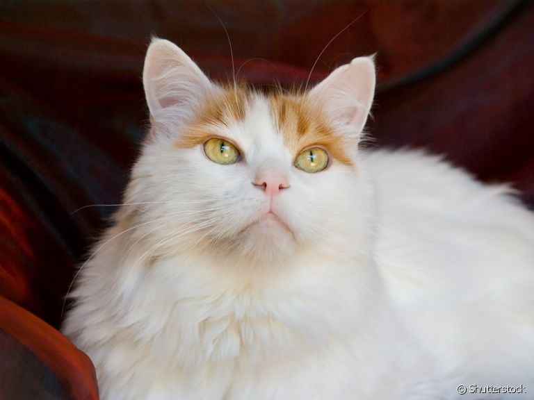 Turkish Van ou Van Turco: conheça mais sobre os felinos desta raça e apaixone-se!