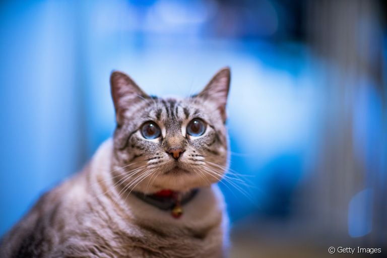  A coleira com sininho incomoda gatos e pode causar uma série de problemas à saúde física e mental do animal 