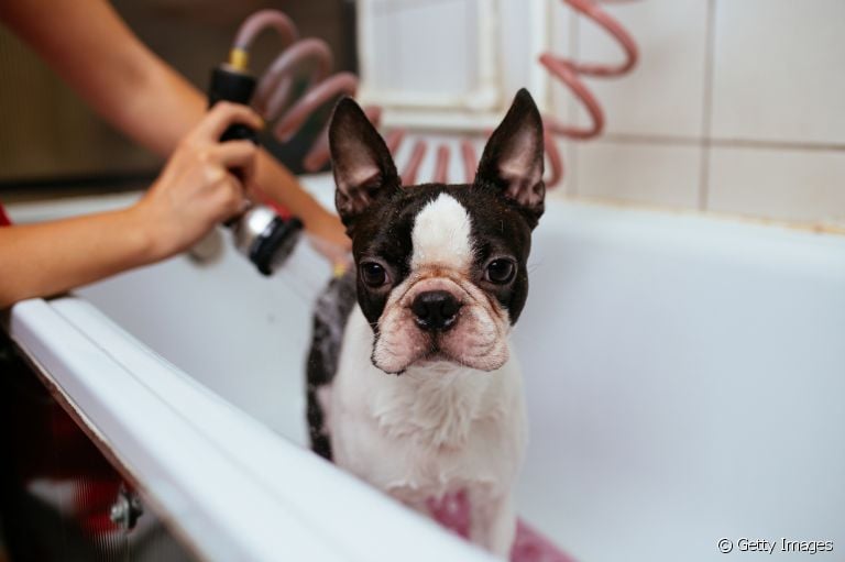 O banho em cachorro no inverno deve ter a mesma frequência que no verão? Descubra!