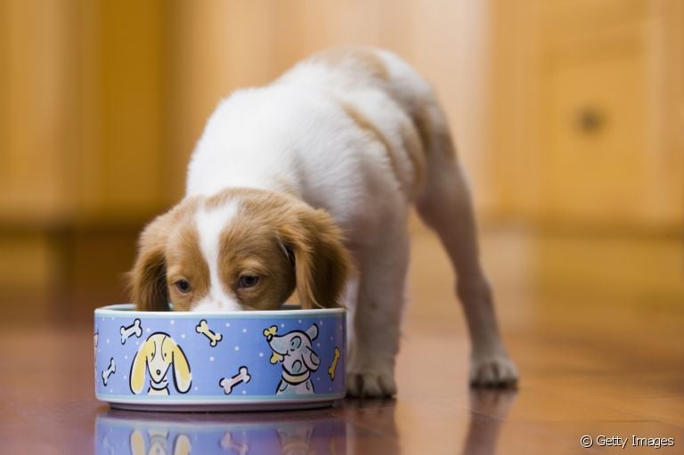 O cachorro filhote passa por várias transições alimentares até atingir a fase adulta. Saiba mais sobre cada uma delas!