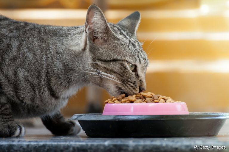 A ração de gato deve atender ao exigente paladar dos felinos