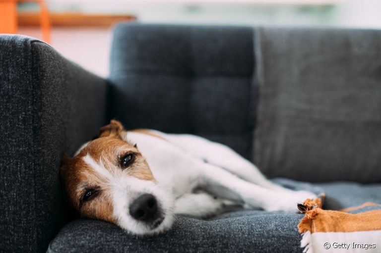 Verminose em cães: o Ancylostoma caninum é uma das principais causas do problema