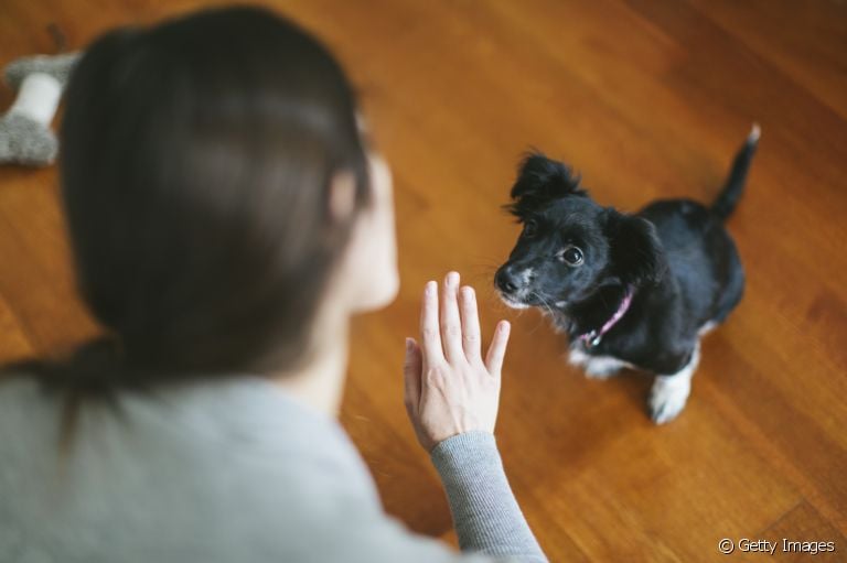 Não sabe como ensinar truques para o cachorro? Confira abaixo algumas dicas para adestrar o seu amigo!