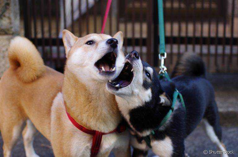 Briga de cachorro: aprenda como controlar o comportamento agressivo durante os passeios 