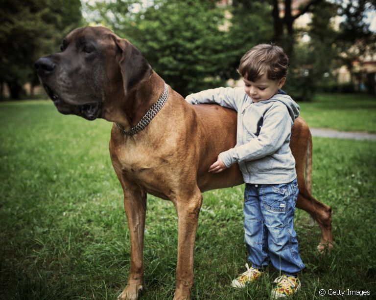 Cachorro gigante: saiba quais são as maiores raças conhecidas