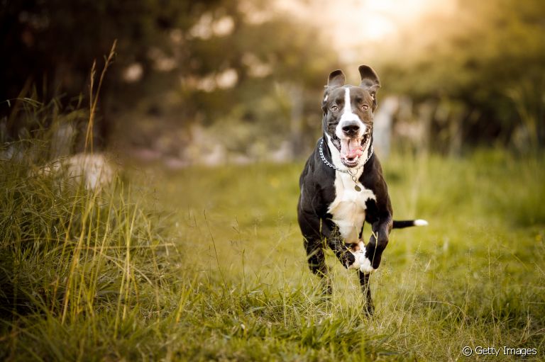 Cachorro de porte grande tem mais energia do que o cão pequeno? Especialista esclarece essa e outras dúvidas