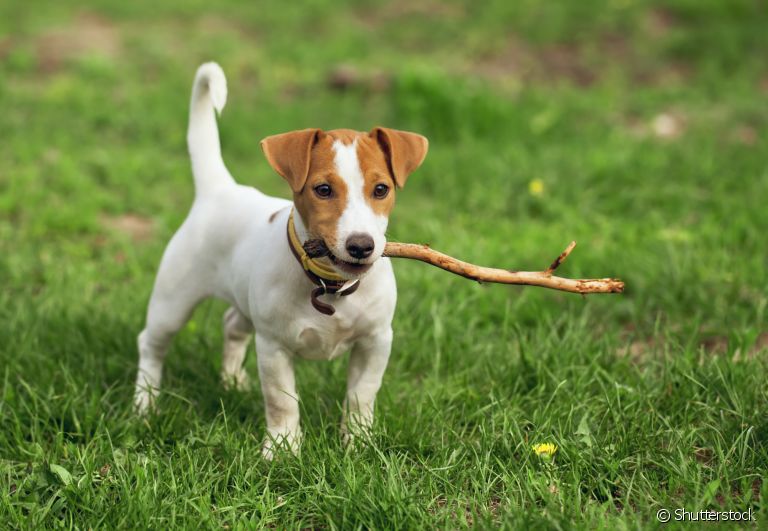  Conhece um cachorro inquieto? Algumas raças levam essa fama! 