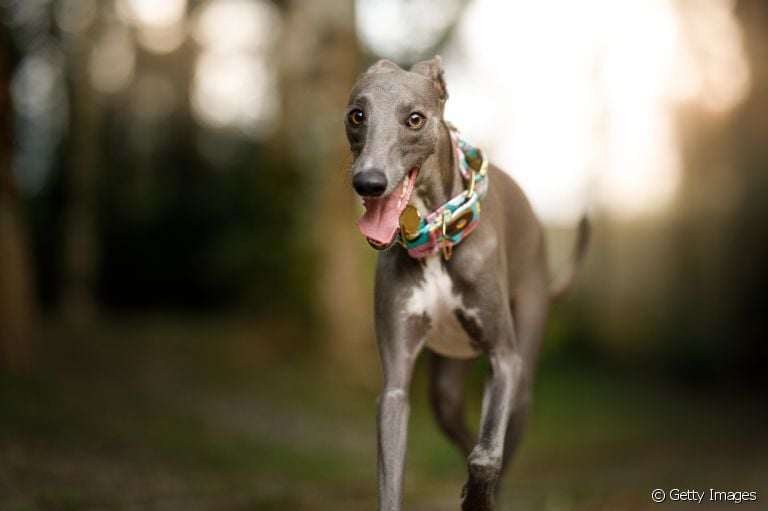 A aparência do Galgo não esconde que ele tem muitas habilidades: o cãozinho é considerado o mais rápido do mundo!