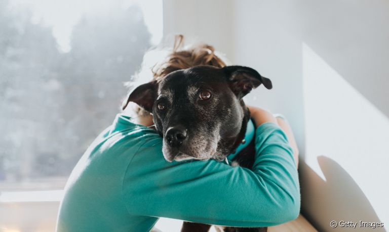 Cachorro muito apegado ao dono pode resultar em problemas de convivência