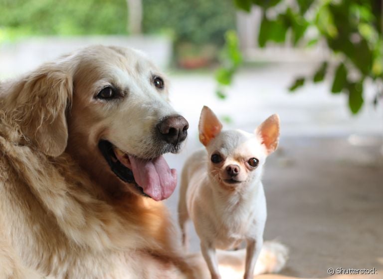 Será que o tamanho de cachorro realmente importa na hora de escolher um amigo de quatro patas? Descubra!