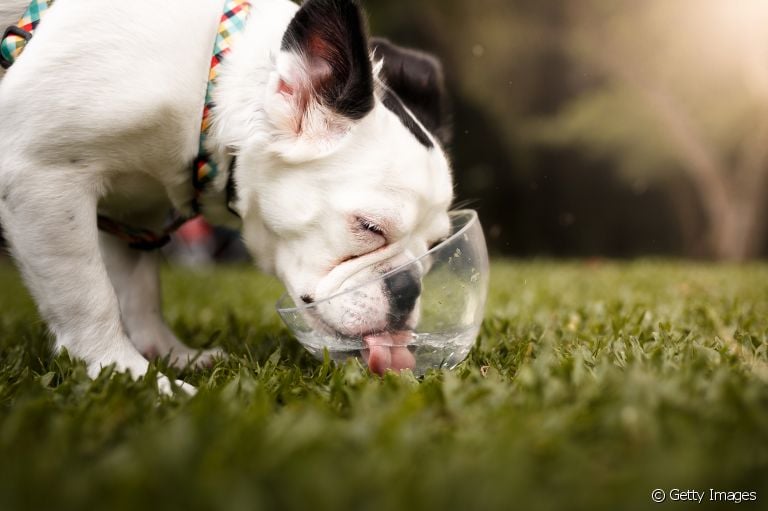  Cachorro tossindo após beber água pode indicar problemas mais sérios 