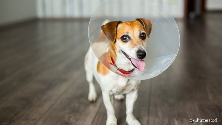 Castração de cachorro: saiba quais os cuidados necessários para evitar complicações após a cirurgia