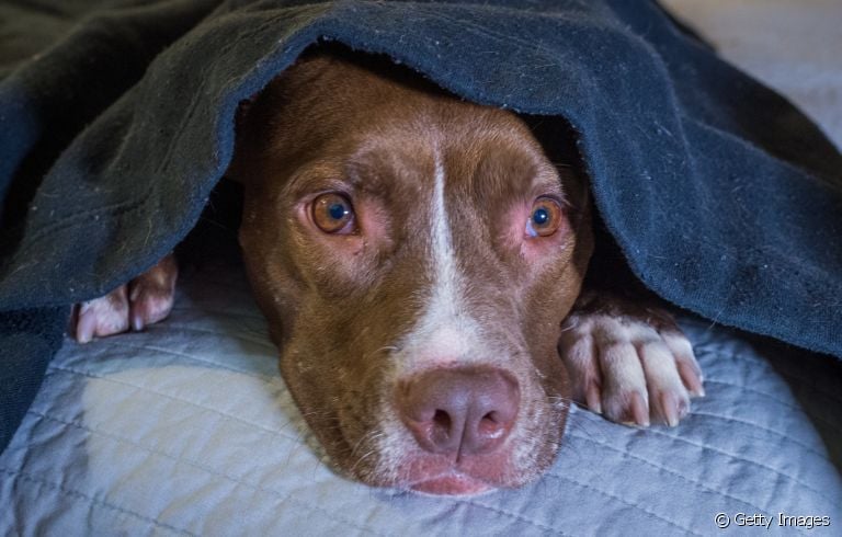 O cobertor para o cachorro é uma ótima alternativa para aquecer o seu amigo nos dias frios