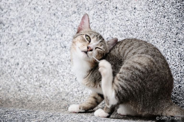 Gato se coçando muito pode ser indício de vários problemas. Saiba quais são os principais