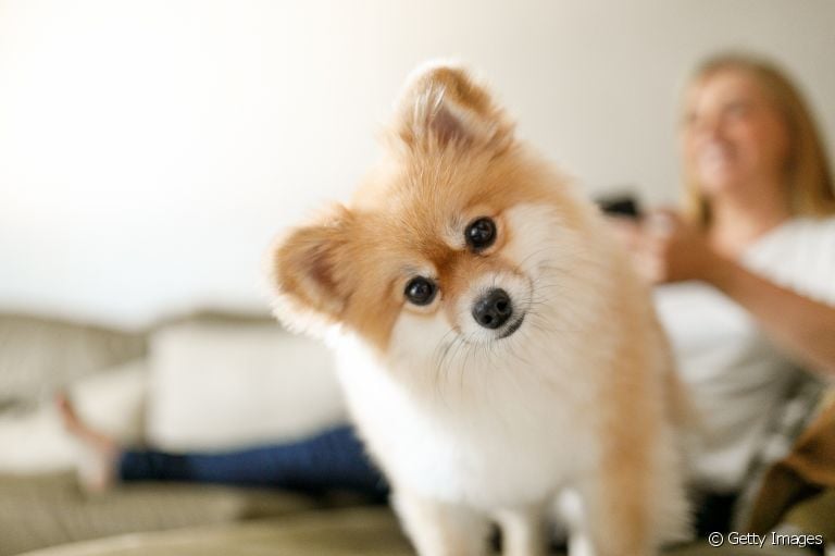 O Lulu da Pomerânia (Spitz Alemão/ Zwergspitz) é uma raça muito querida no Brasil, descubra o motivo!